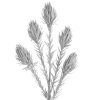 KWIAT FLORE 721 82 CM SREBRNY