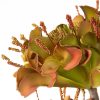 Kwiat Flore zielony 88 cm – idealny do wazonu