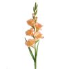 Kwiat Natura kremowy 85 cm – doda wnętrzu świeżości