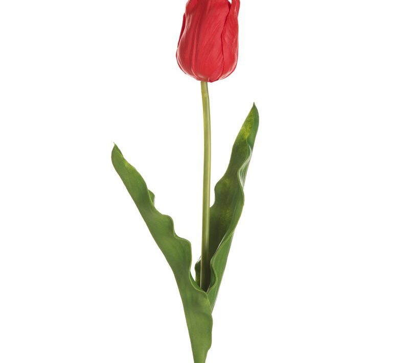 Kwiaty tulipan czerwony 56 cm – wprowadź wiosenny akcent