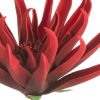 Kwiat dekoracyjny Flore czerwony 62 cm – bezproblemowa dekoracja wnętrz