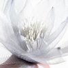 Kwiat organza 2 popielaty O 35 X 90 cm – do wysokich wazonów