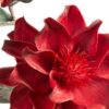 Kwiat dekoracyjny Flore bordowy O 17 X 90 CM – do wazonu i kompozycji