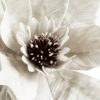 KWIAT FLORE 888 O 29 X 95 CM KREMOWY